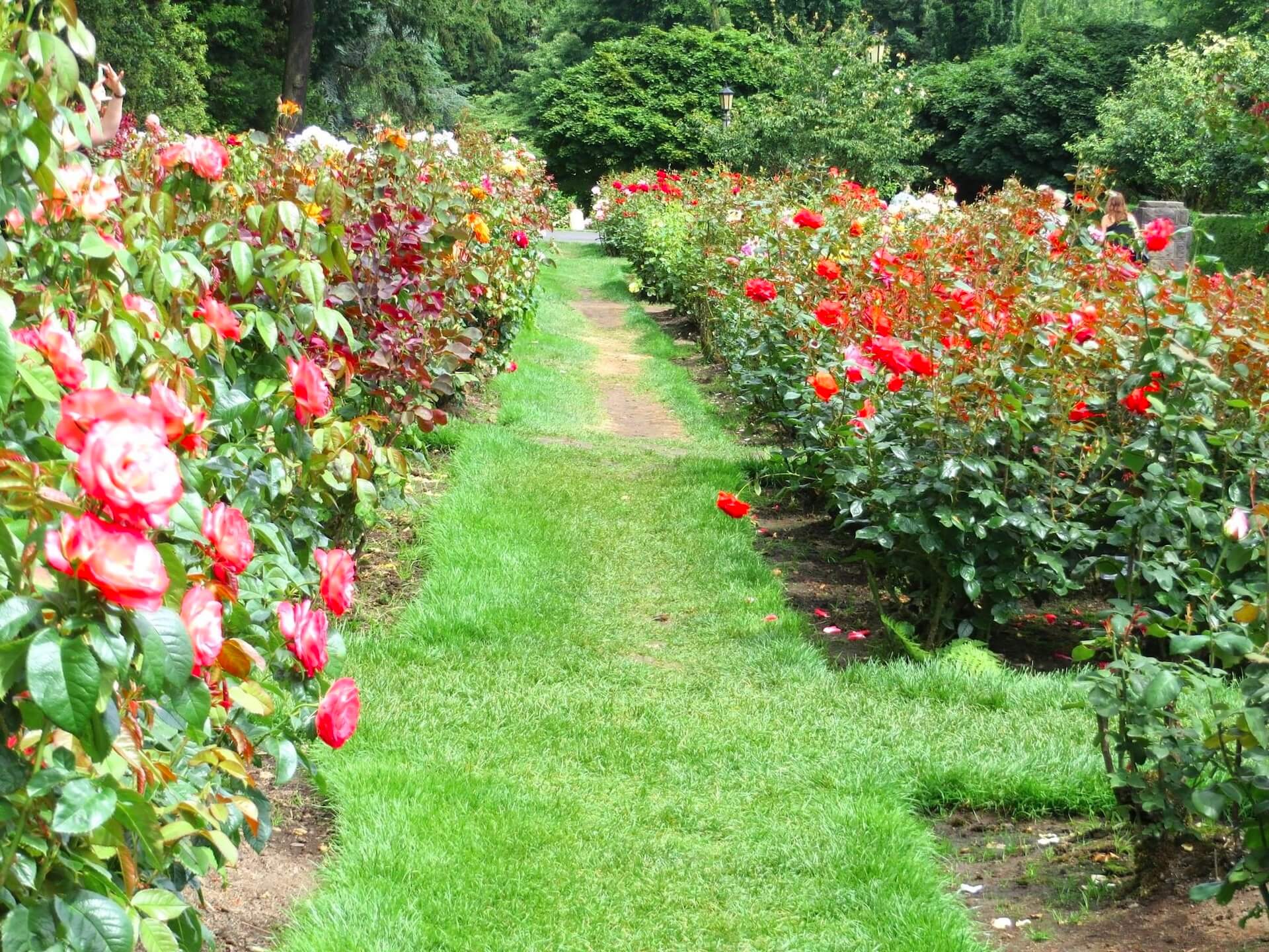Path international rose test garden oregon