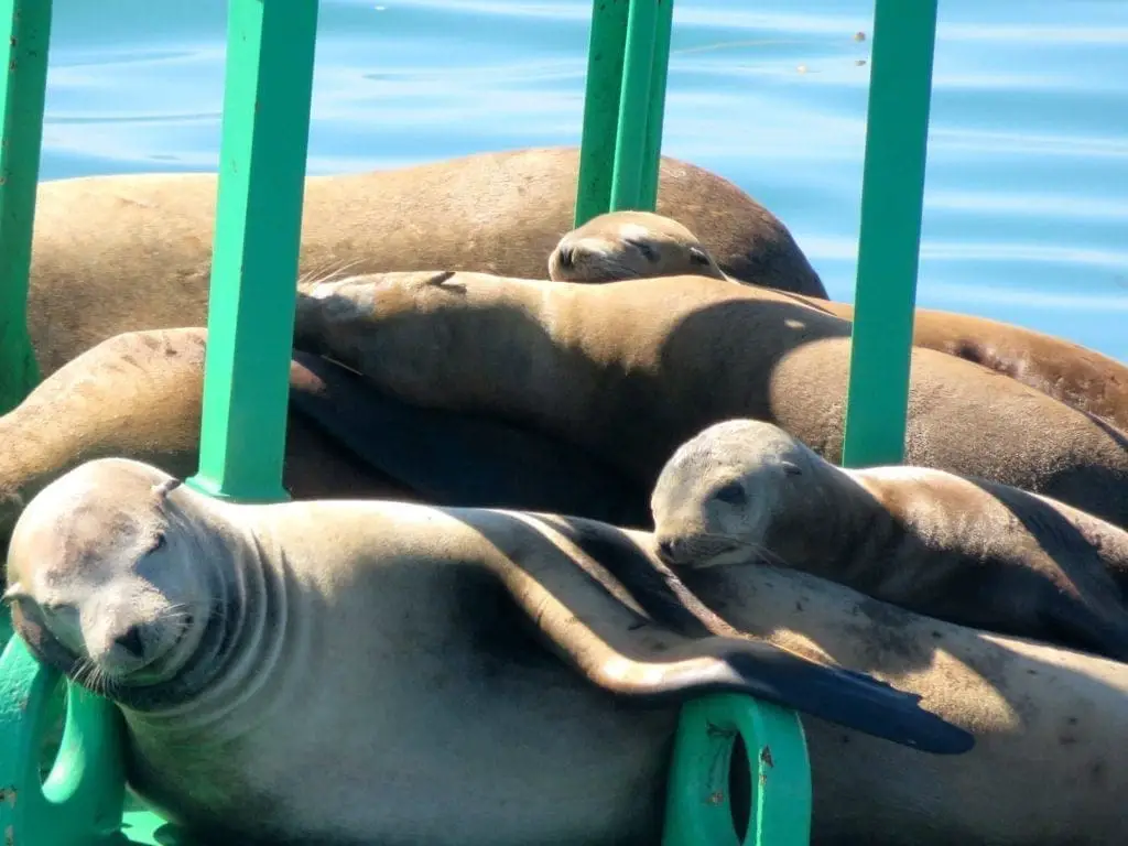 Sea lions sleeping dana point california