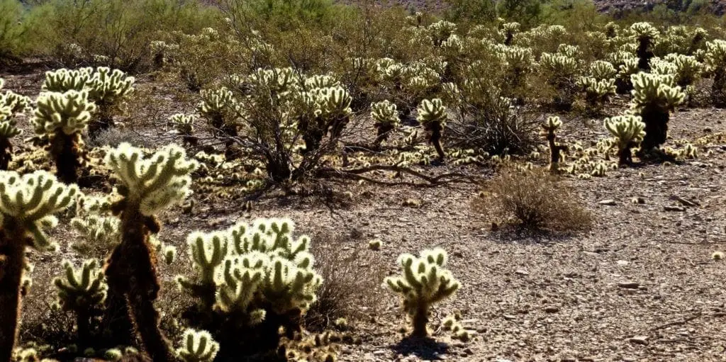 Lost dog wash trail scottsdale arizona cactus