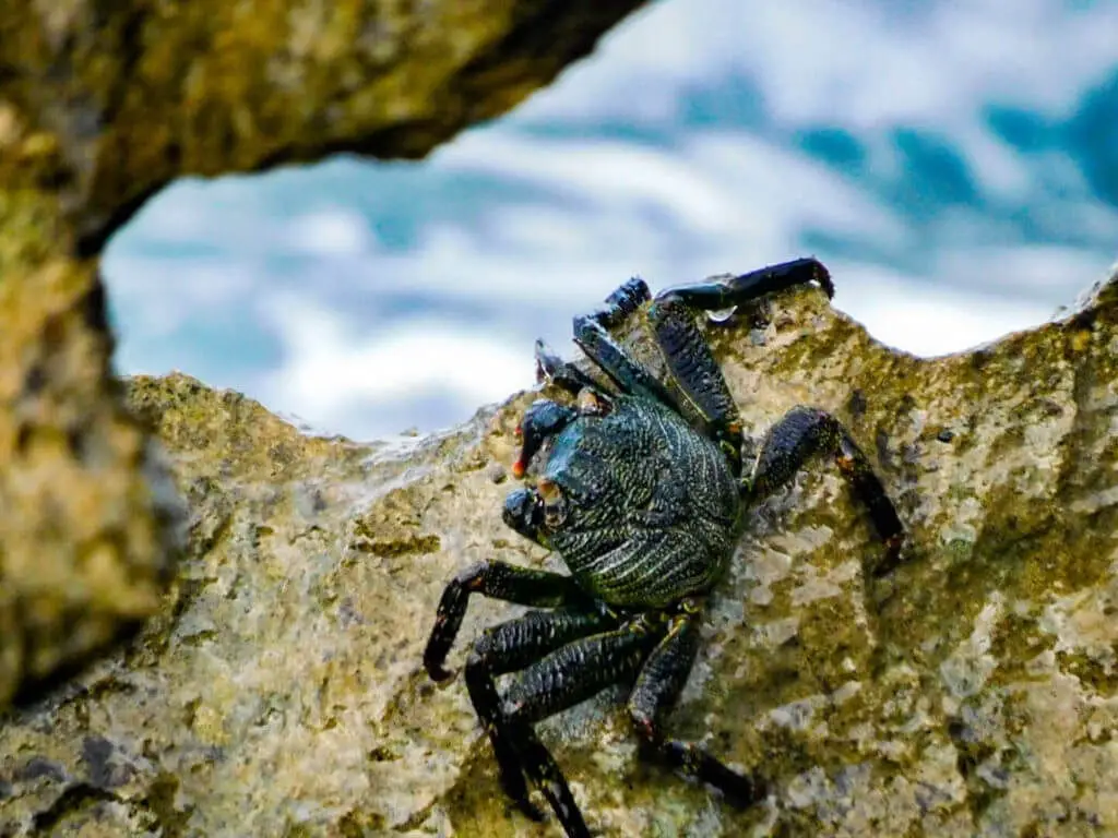 Crab lai'e point oahu hawaii