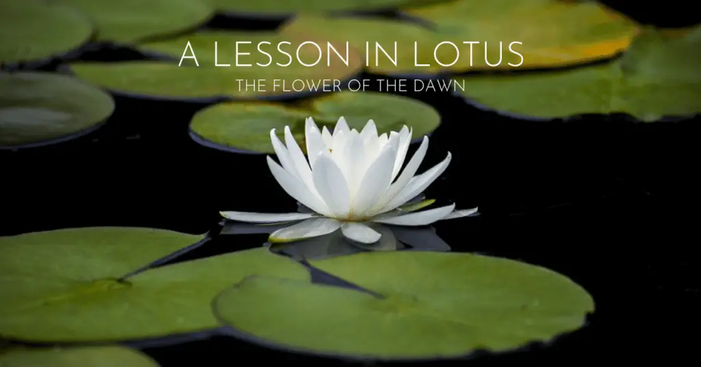 Lotus the flower of the dawn