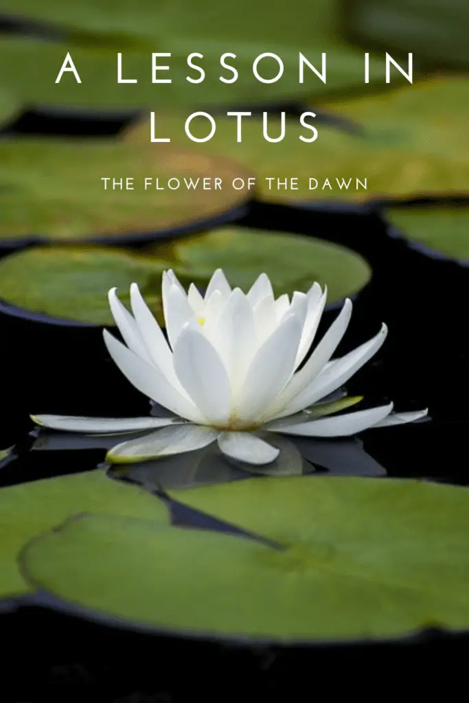 Lotus flower of the dawn