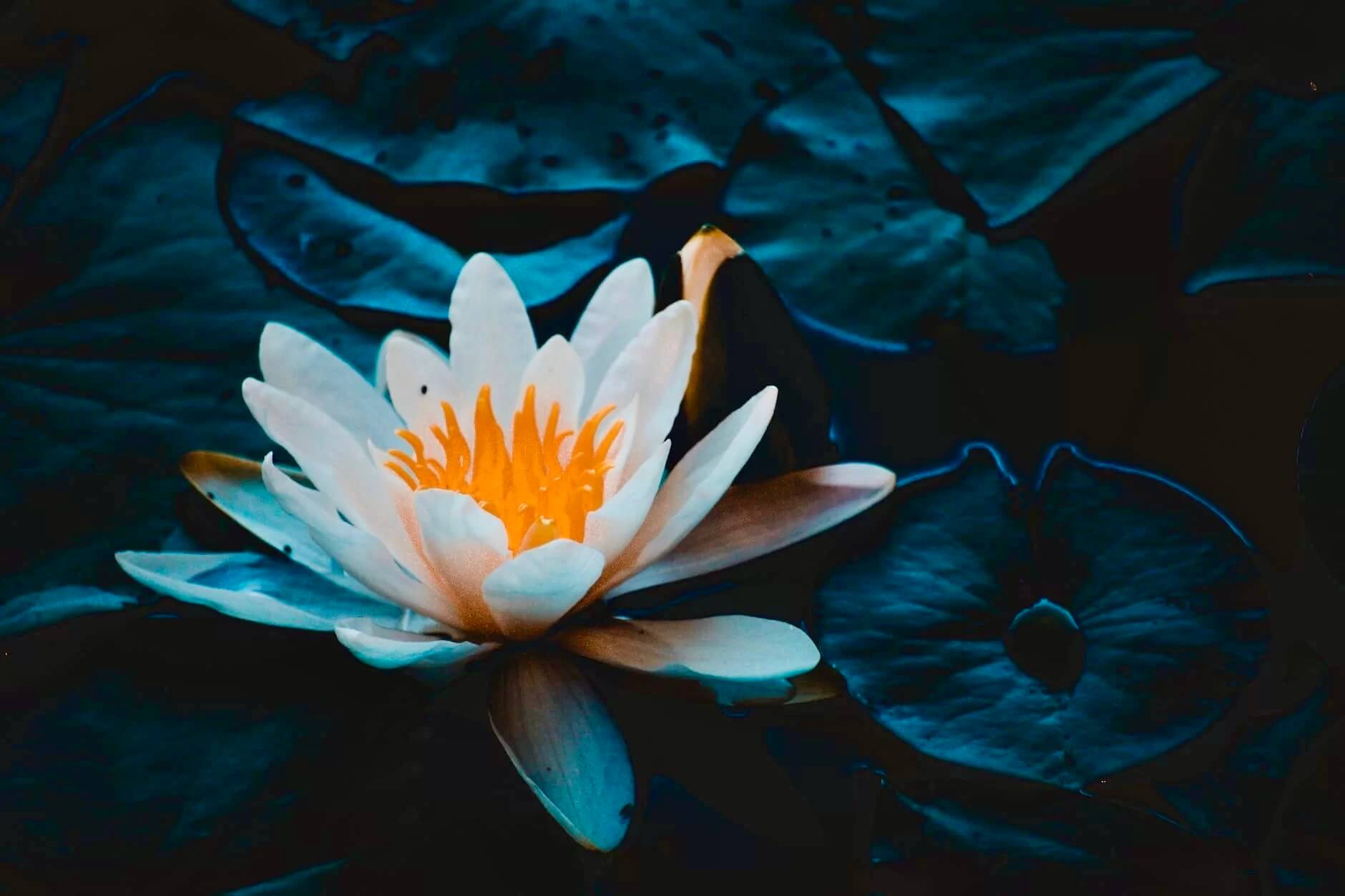 The flower of the dawn lotus water lily