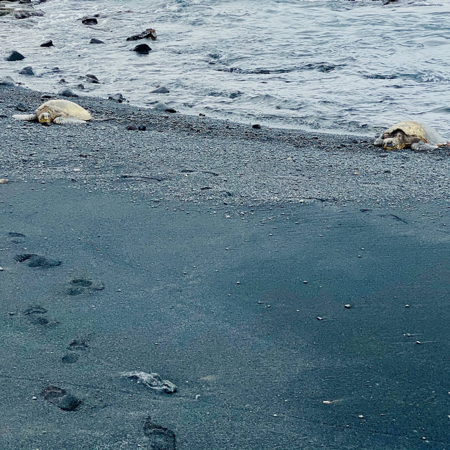 Sea turtles black sand beach big island hawaii