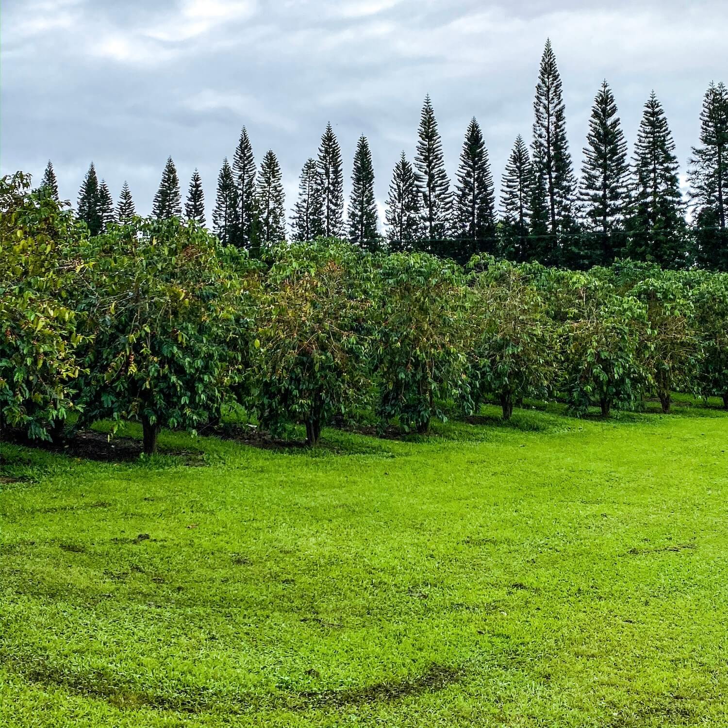 Greenwell farms coffee plantation big island hawaii