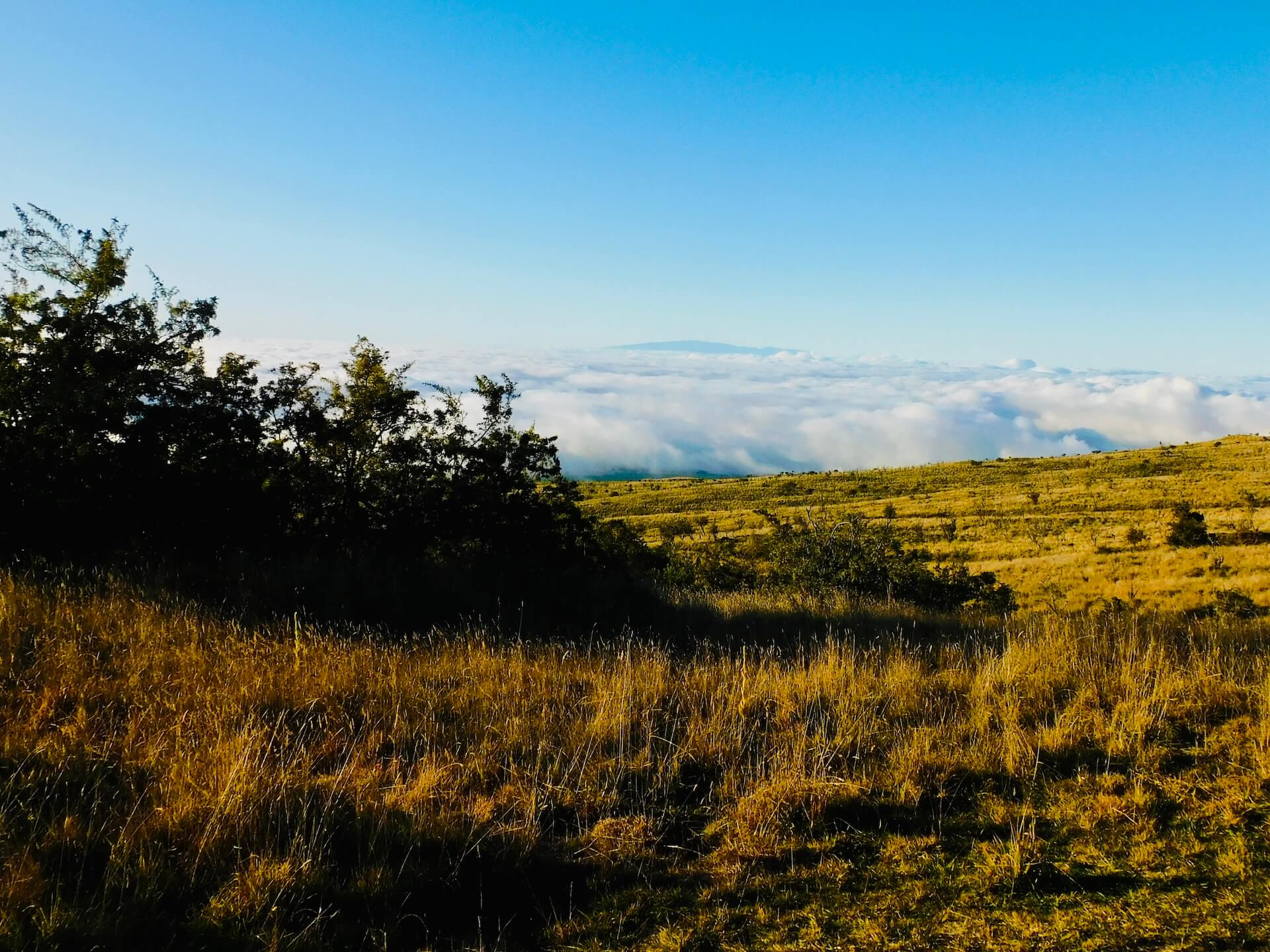 Nature trail mauna kea hawaii