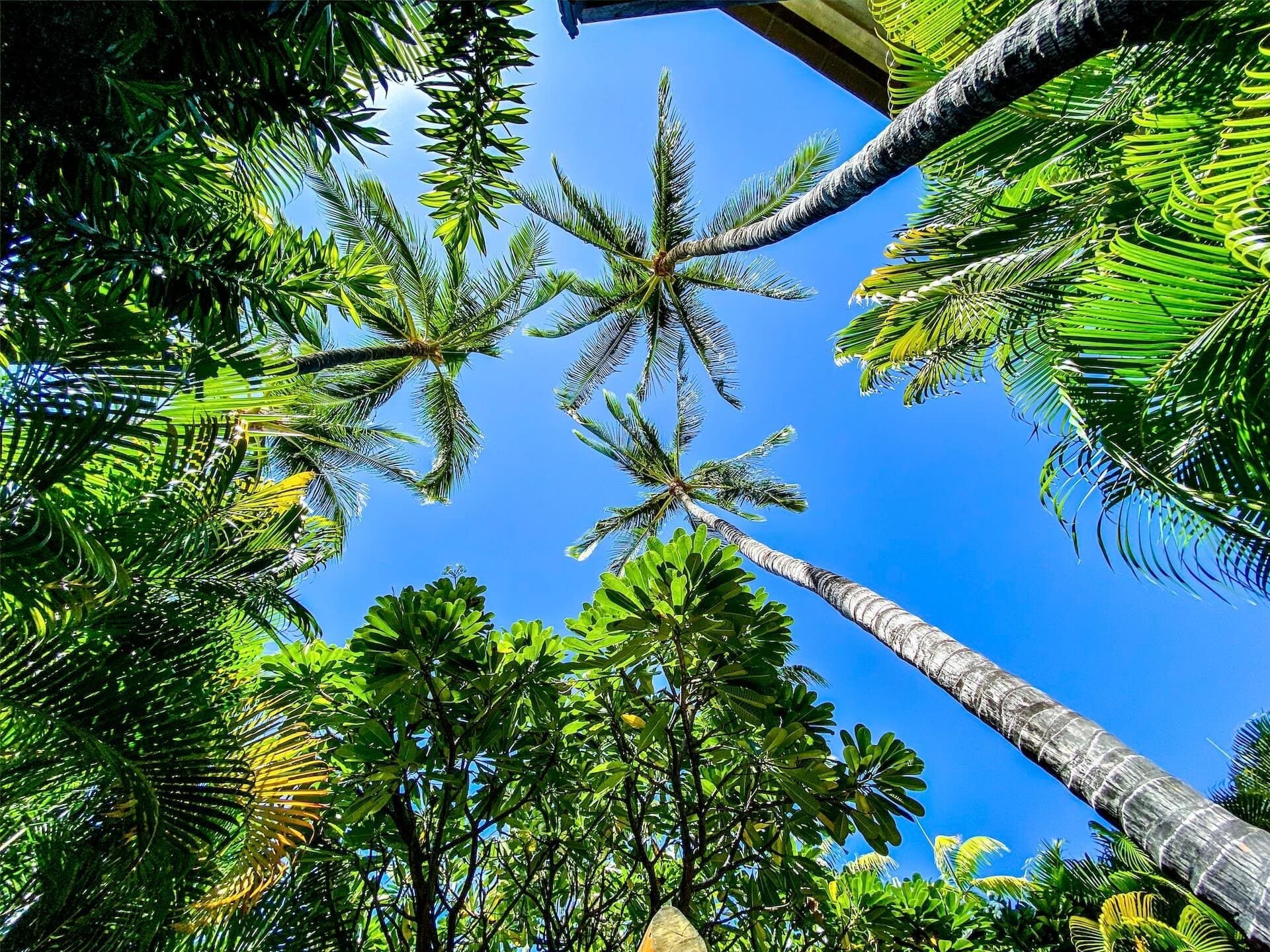 Palm trees hawaii