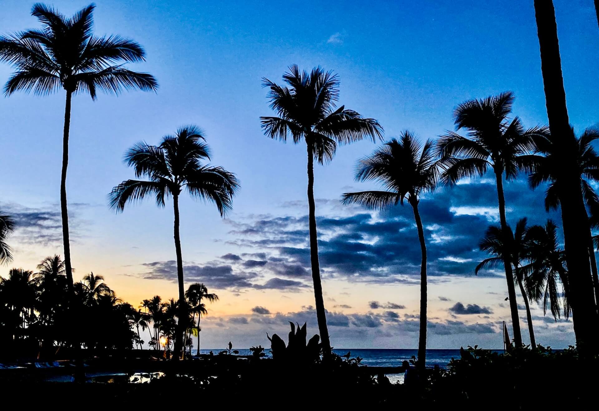 Palm trees sunset hawaii