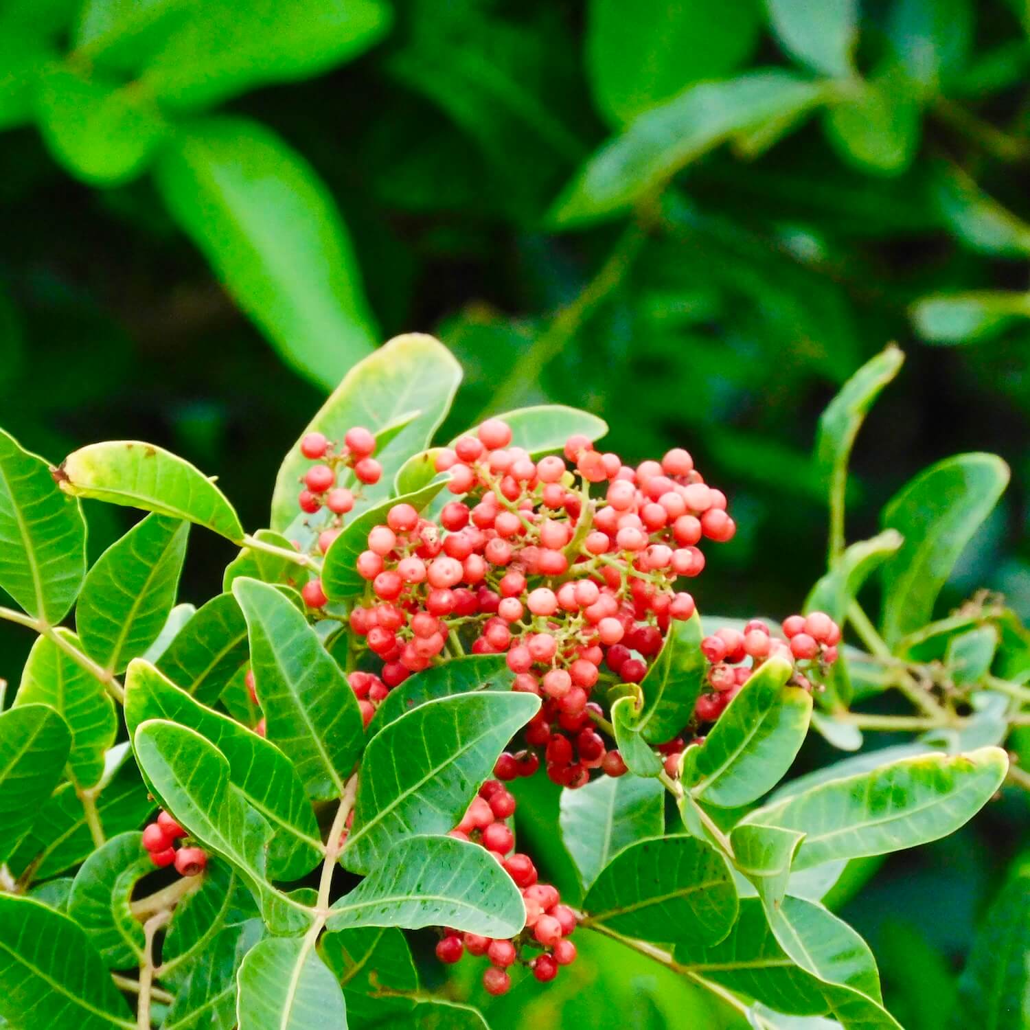 Red kona coffee berries big island hawaii