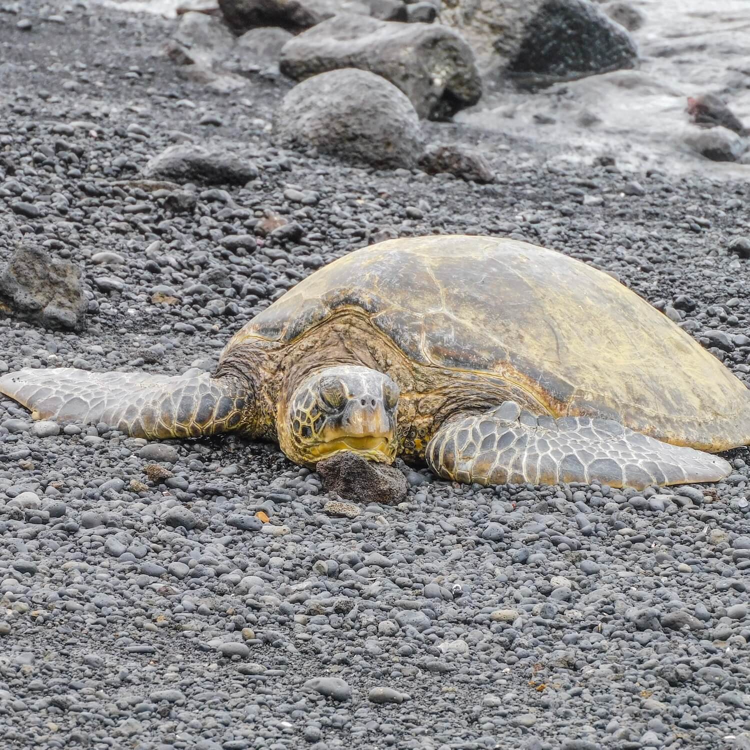 Sea turtle black sand beach big island hawaii