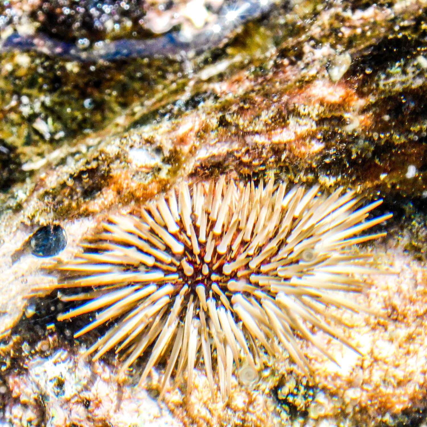 Spiny sea urchin pu'uhonua o honaunau national historic park