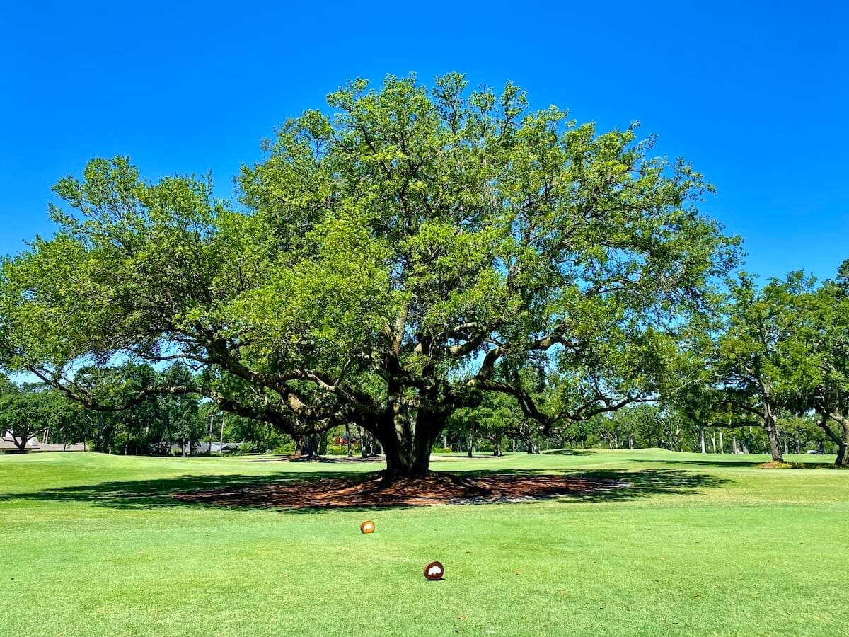 Oak tree on golf course at the grand hotel