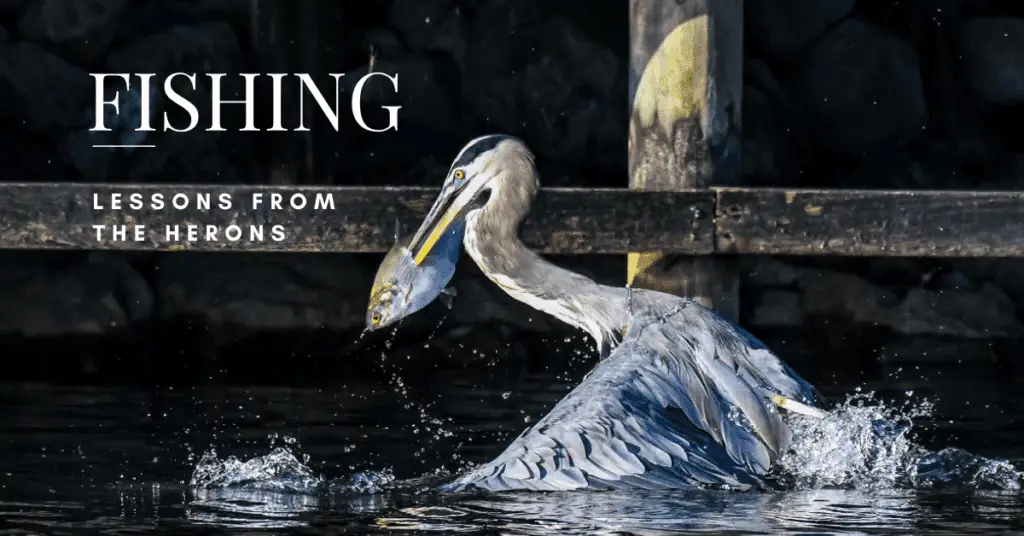 Fishing lessons herons