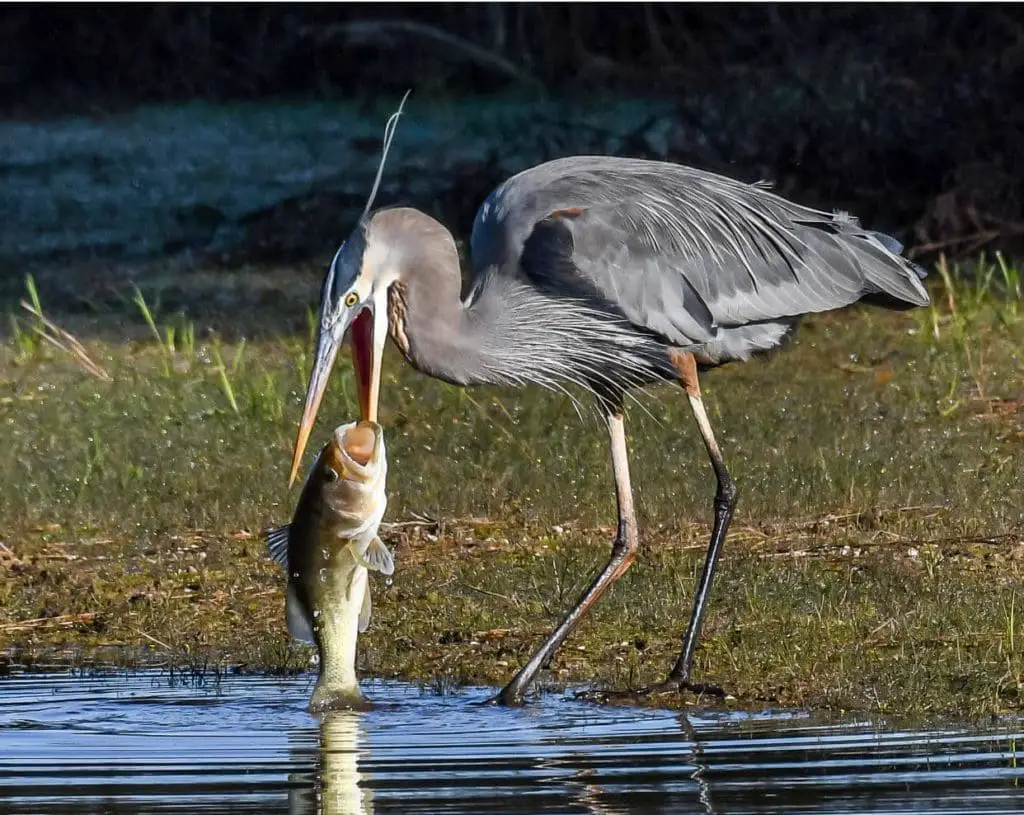 Heron catching a bass