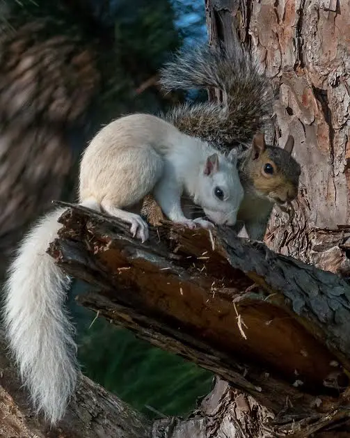 White squirrel and brown squirrel in tree