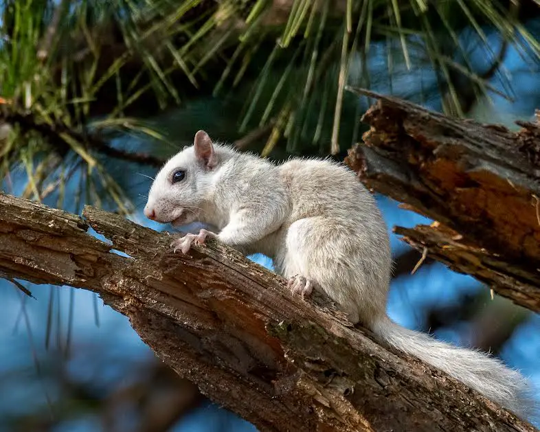 White squirrel on tree limb