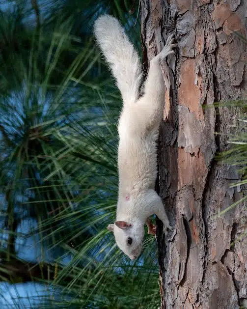 White squirrel going down a tree