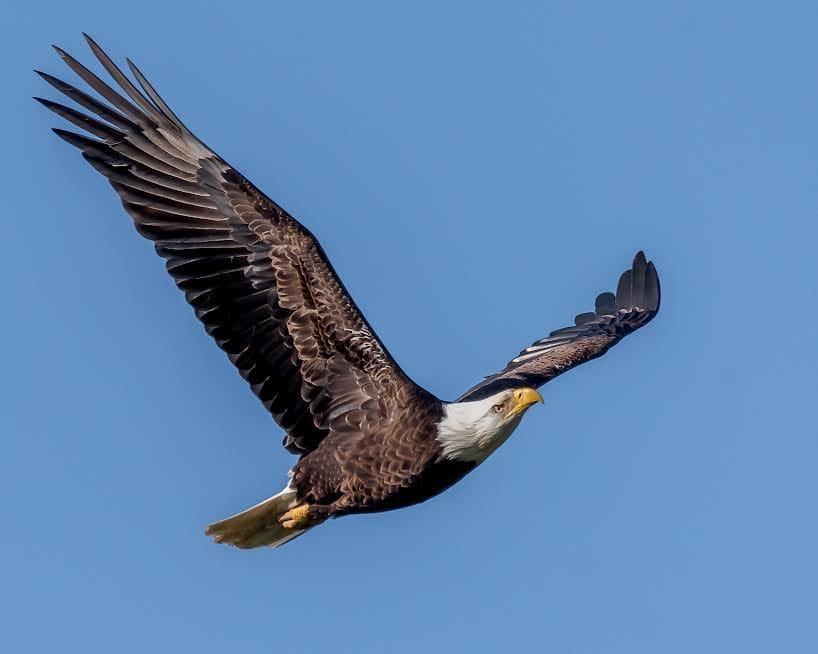 Bald eagle flight tim badgwell