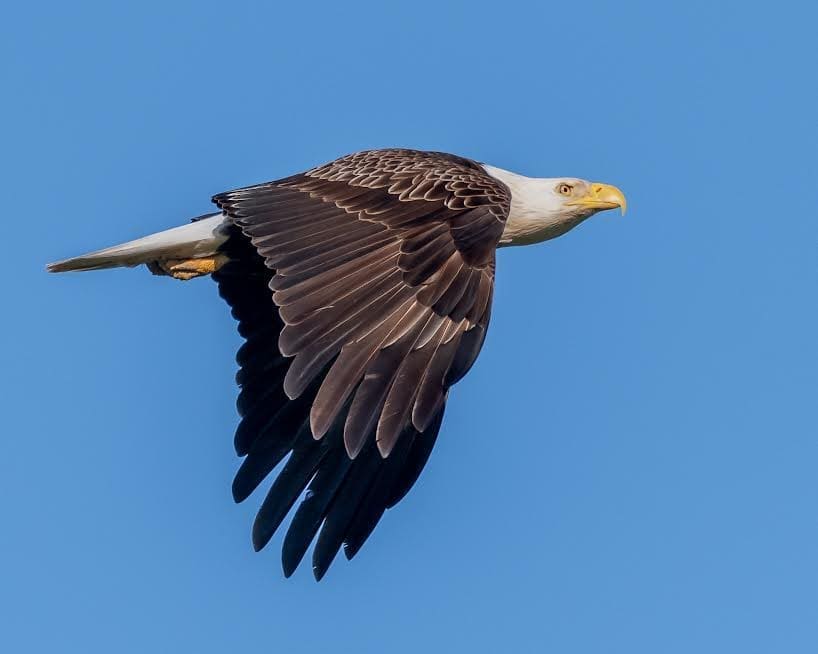 Bald eagle flight tim badgwell
