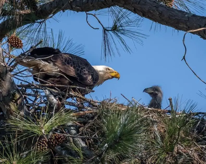 Bald eagle nest tim badgwell