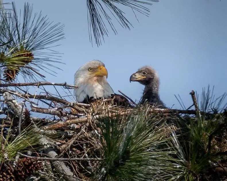 Eagles nest tim badgwell