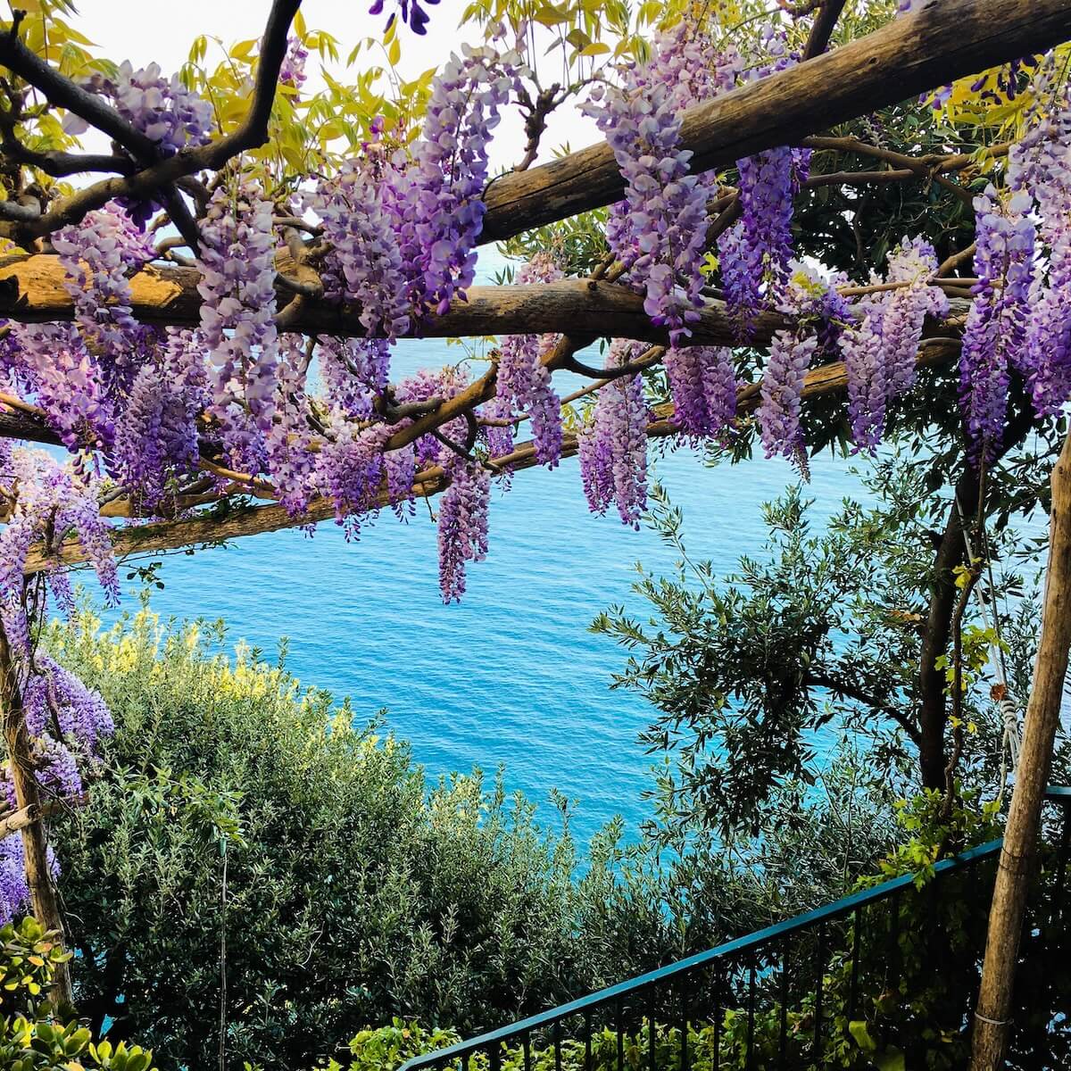 Purple wisteria with sea view